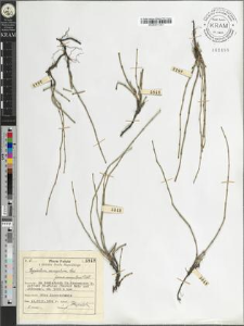 Equisetum variegatum Schl. fo. caespitosa Doell.