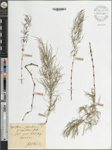 Equisetum silvaticum L. fo. capillaris Hoffm.