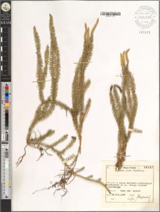 Lycopodium annotinum L.