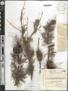 Larix archangelica Laws.