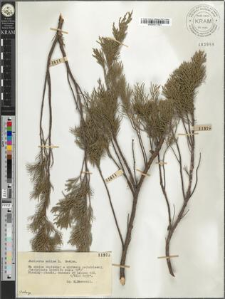 Juniperus sabina L.