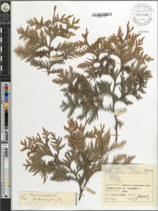 Thuja occidentalis L. albo-variegatis