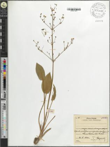 Alisma plantago-aquatica L.