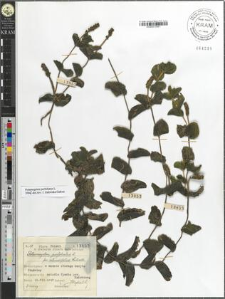 Potamogeton perfoliatus L. fo. rotundifolius Wallroth