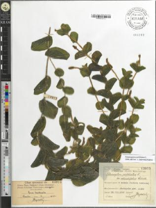 Potamogeton perfoliatus L. fo. rotundifolius Wallroth