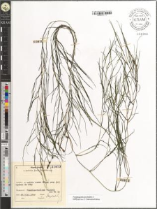 Potamogeton pectinatus L.