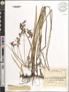 Juncus acutiflorus Ehrh.