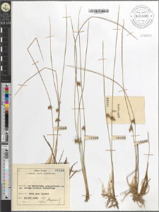 Juncus filiformis L.