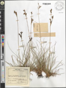 Juncus squarrosus L.