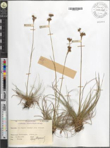 Juncus squarrosus L.