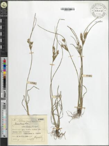 Juncus tenuis Willd. bicornis E. Meyer