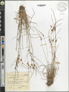 Juncus tenuis Willd. bicornis E. Meyer