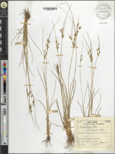 Juncus tenuis Willd. bicornis E. Meyer