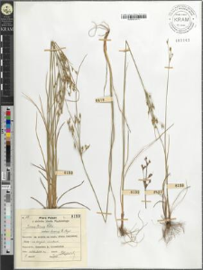 Juncus tenuis Willd. bicornis E. Meyer