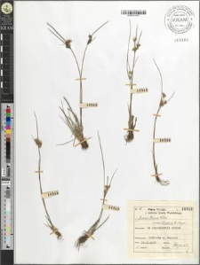 Juncus tenuis Willd. bicornis E. Meyer