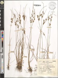 Juncus tenuis Willd. bicornis E. Meyer