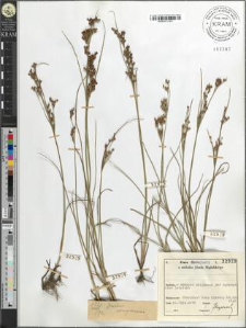 Juncus compressus