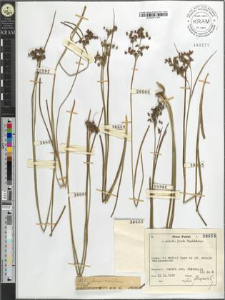 Juncus acutiflorus