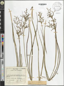 Juncus acutiflorus