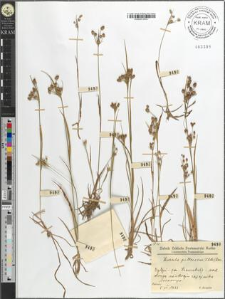 Luzula pallescens (Wahlb.) Bess.