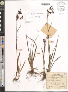 Luzula spadicea (All.) D. C.