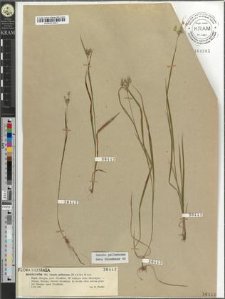 Luzula pallescens (Wahlb.) Bess.