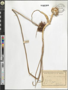 Allium atroviolaceum Boiss