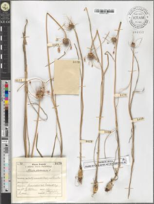 Allium oleraceum L.