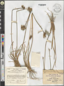 Allium ochroleucum Waldst. et Kit.