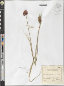 Allium rotundum L.