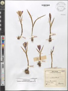 Crocus vernus (L.) Hill subsp. Heuffelianus Herb. fo. tommasiniana tommasiniana