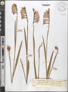 Gladiolus imbricatus L.
