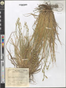 Carex canescens L.