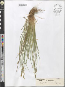 Carex canescens L.