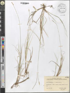 Carex canescens L. × tenuiflora Wg.
