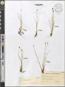 Carex capitata Soland. ex L.