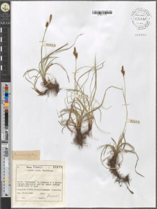 Carex caryophyllea