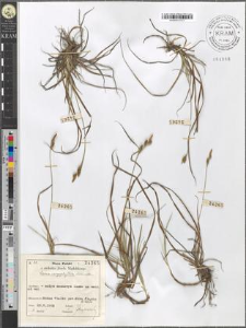 Carex caryophyllea Latourette