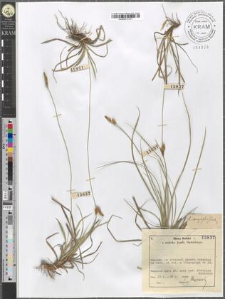 Carex caryophyllea