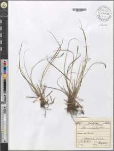 Carex caryophyllea Latour.