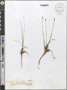 Carex Davalliana Sm.
