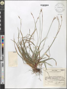 Carex digitata L.