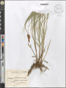 Carex disticha Huds.