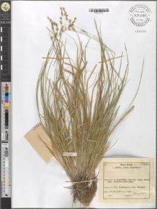 Carex elongata L.