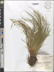 Carex elongata L.