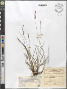 Carex fusca Bell. et All. var. curvata (Fleischer) Asch. et Gr. subvar. basigyna (Rchb.) Asch.