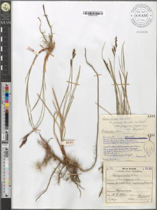 Carex juncella Th. Fries subvar. polygama mihi