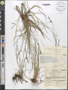 Carex fusca Bell. et All. fo. subsetacea Kukenth.