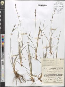Carex fusca Bell. All. fo. subsetacea Kukenth.