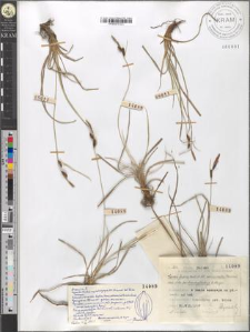 Carex fusca Bell. et All. var. curvata (Fleischer) Asch. et Gr. fo. brachystachys E. Steiger